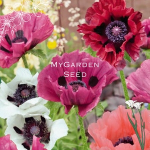 50+ samen Papaver orientale Mohnblumen Mix