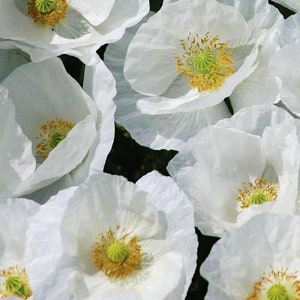 100 seeds Bridal Silk White Poppies(PAPAVER RHOEAS)