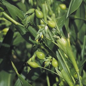 20 Seeds Job’s Tears - Coix lacryma-jobi