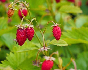 50 graines Fraise des Alpes douce Graines de Fragaria vesca (Fraise des bois) Bio