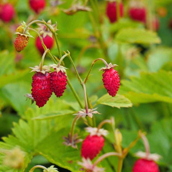 50 graines Fraise des Alpes douce Graines de Fragaria vesca (Fraise des bois) Bio