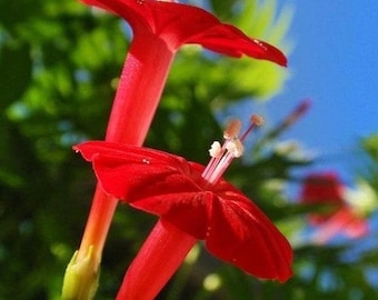 15+ seeds Ipomoea quamoclit ‘Morning glory’ cypress vine - Red