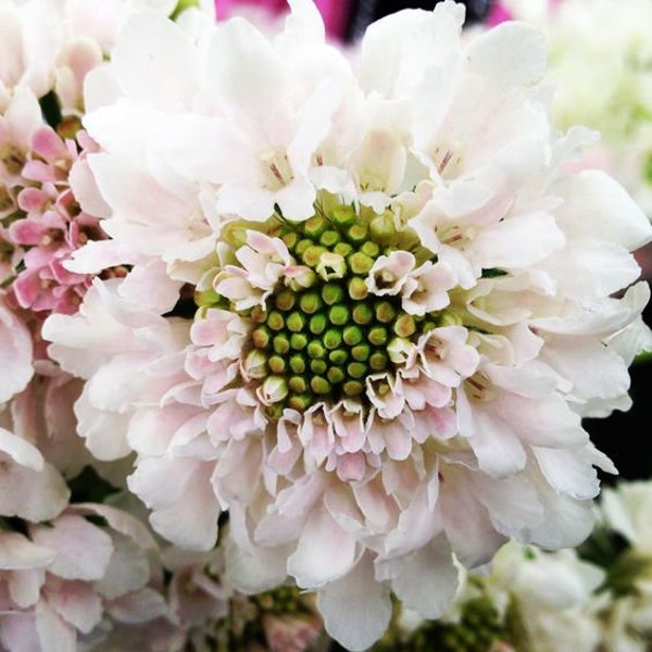 20 Scabiosa 'Fama White' - SCABIOSA ATROPURPUREA- ideal para macizos de flores o contenedores de patio