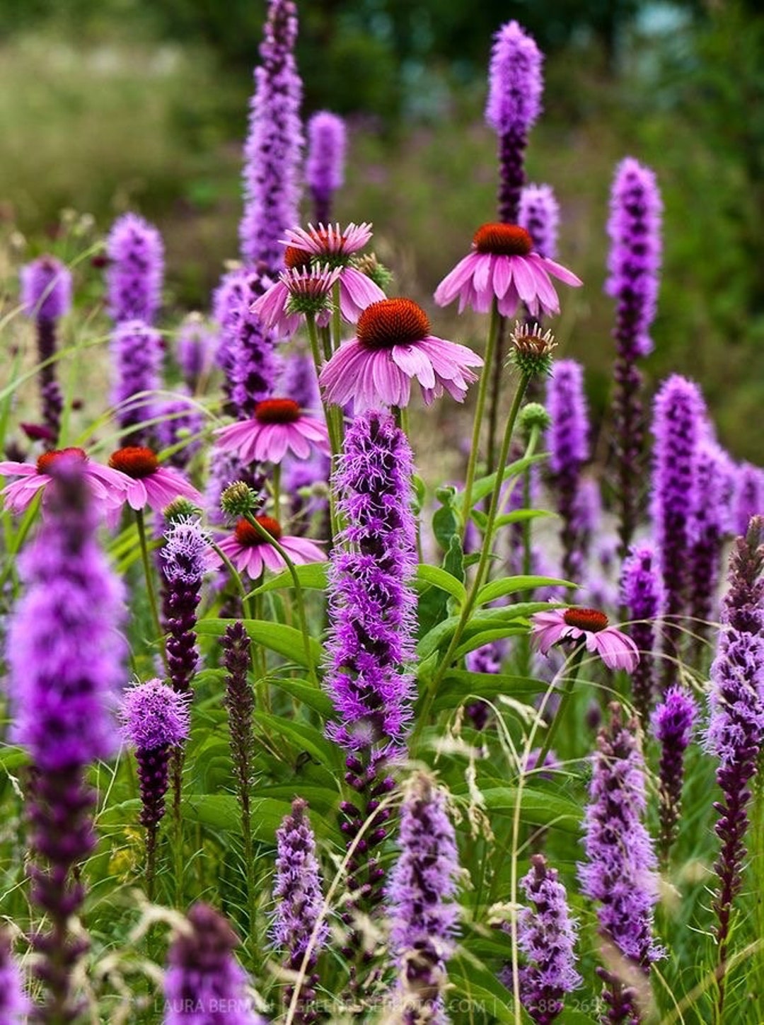 50 Seeds Liatris Spicata Dense Blazing Star - Etsy Canada