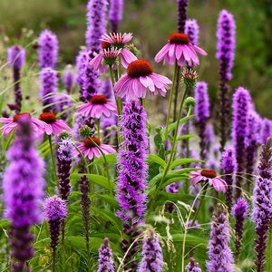 50 seeds Liatris spicata Dense Blazing Star