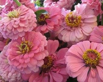 50 seeds lovely Rose Zinnias Elegans Seeds