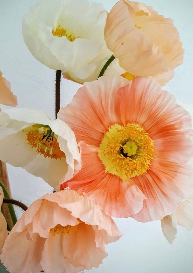 50 seeds Large cup shaped mix Iceland Poppies Seed cool weather image 7