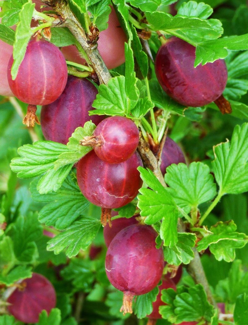 MyGardenSeed Hinnonmaki Gooseberry Seeds - Thumbnail 2