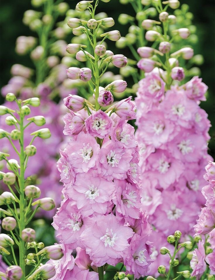 50 Seeds Cottage Garden Cut Flower Seeds Baby Pink Etsy Canada