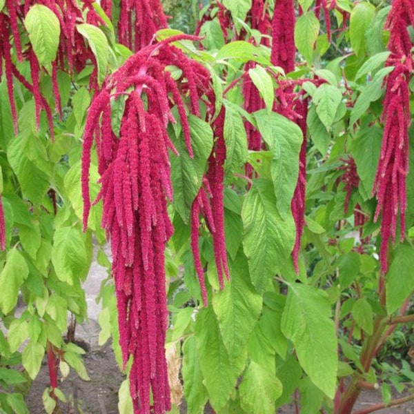 100 seeds Amaranthus Seeds - Red