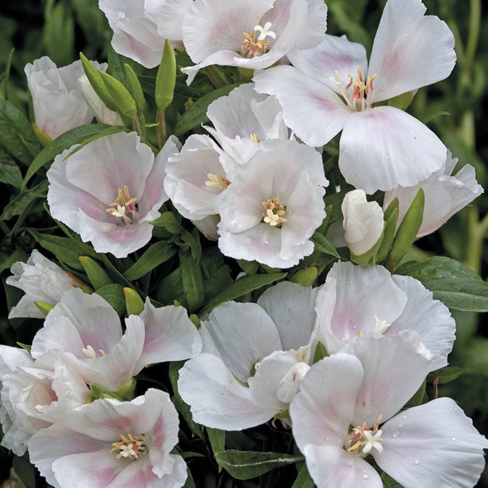 50 Seeds Godetia White Godetia Grandiflora Azaelaflora Etsy