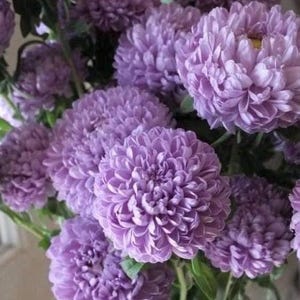 50+ seeds lovely Lilac giant China Asters
