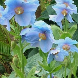 10 seeds blue Poppy Himalayan Meconopsis Betonicifolia image 3