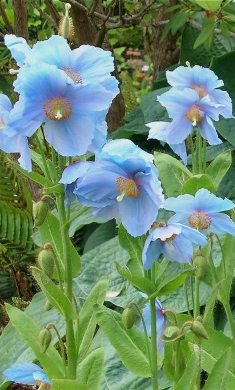 10 seeds blue Poppy Himalayan Meconopsis Betonicifolia image 3
