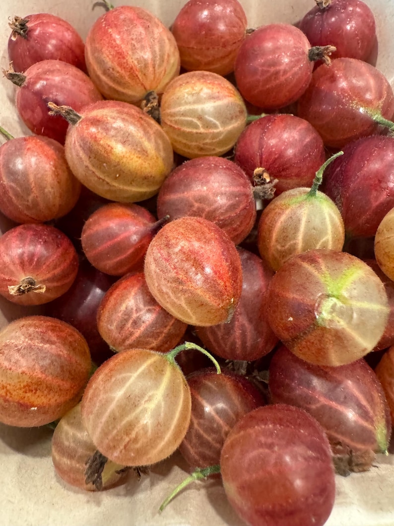 MyGardenSeed Hinnonmaki Gooseberry Seeds - Thumbnail 5