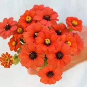 50 seeds lovely Orange Zinnia peruviana image 3