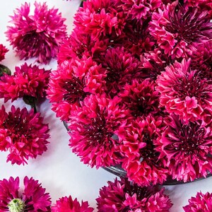 50 semillas altas dobles orgánicas anuales Centaurea cyanus, semillas de aciano - Bola negra