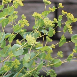 50 seeds Bupleurum Green Gold Rotundifolium Griffithii image 3