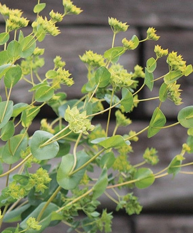 50 seeds Bupleurum Green Gold Rotundifolium Griffithii image 3