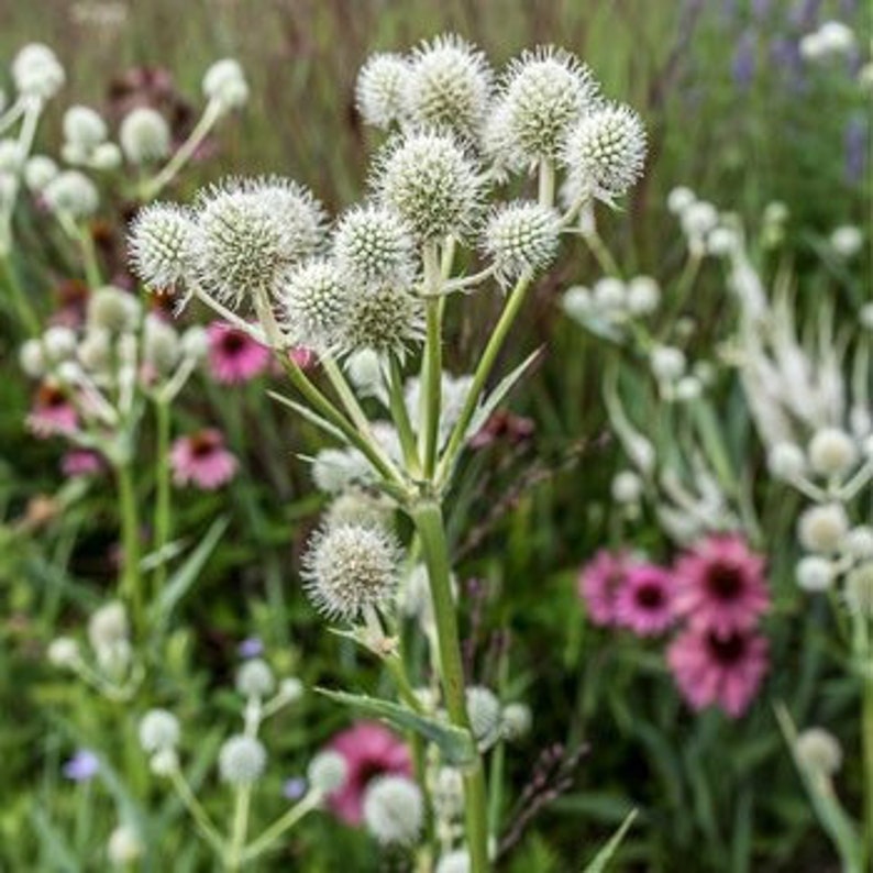 25 Seeds Rattlesnake Master Eryngium Yuccifolium Etsy