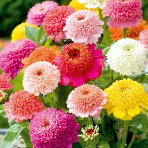 50 seeds ZINNIA Scabiosa Flowered Mix Zinnia elegans