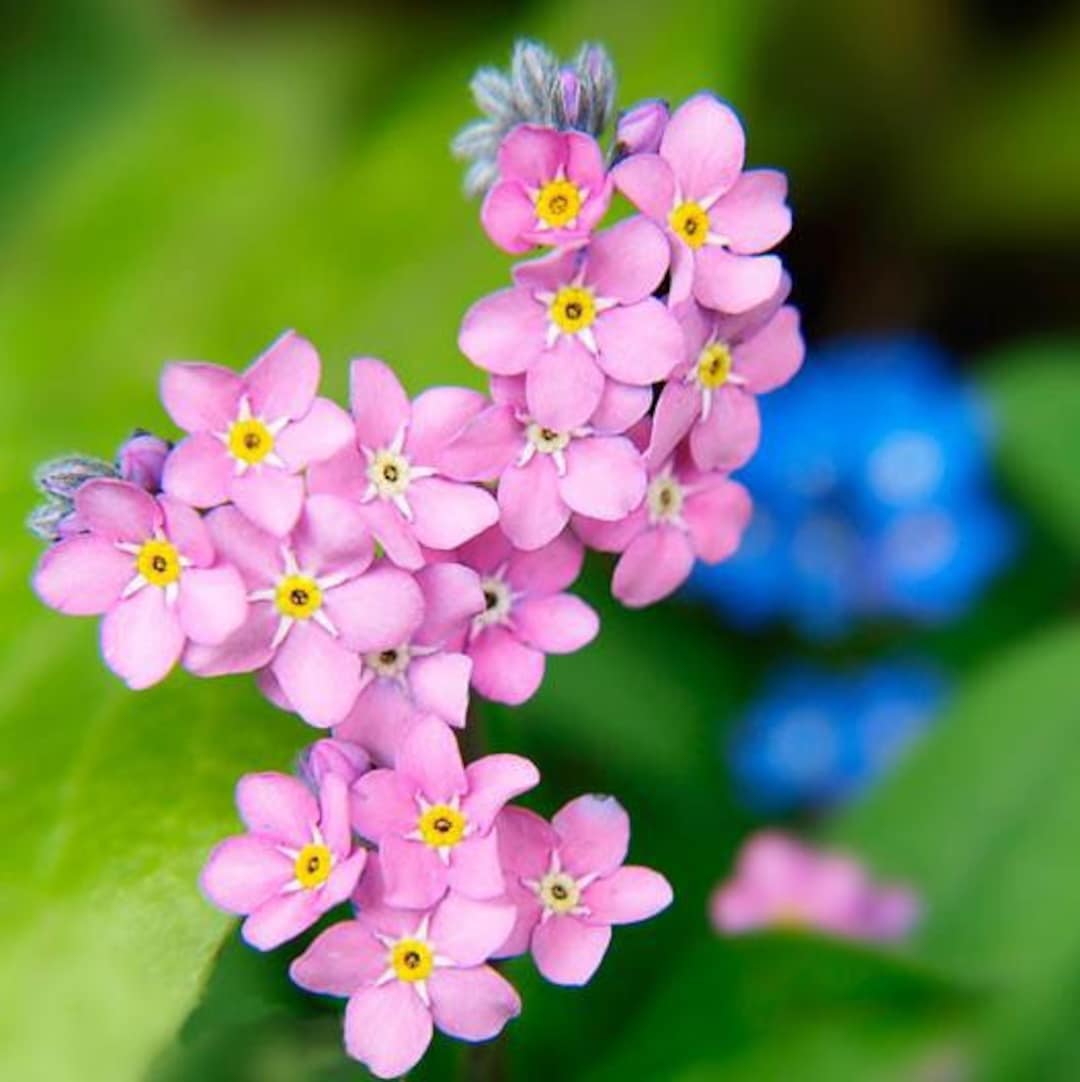 100 Seeds Forget-me-not Mystic Pink Myosotis Sylvatica - Etsy