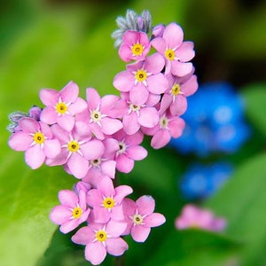 100 seeds Forget-Me-Not Mystic Pink Myosotis Sylvatica image 1