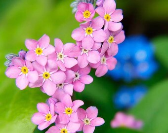 100 seeds Forget-Me-Not Mystic Pink Myosotis Sylvatica