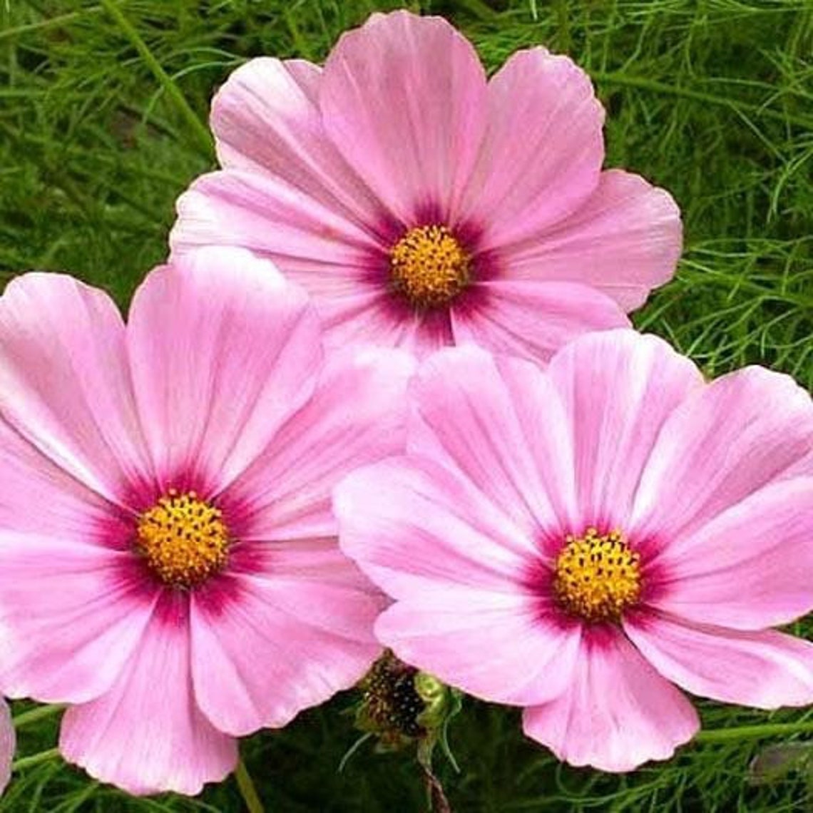 Plaid Garden Flowers 5 oz Food Cups (50 pcs)