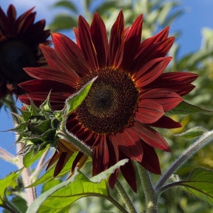 25 semi di girasole &#39;Midnight Rouge&#39; Semi di girasole annuali