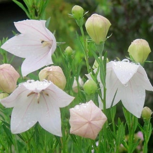 50+ seeds lovely Balloon Flower Seeds - White