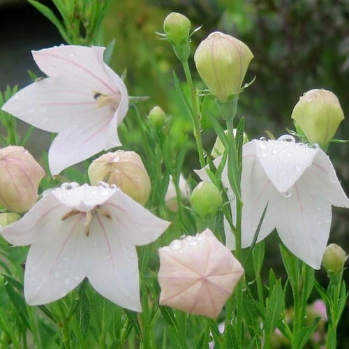 50+ seeds lovely Balloon Flower Seeds - White