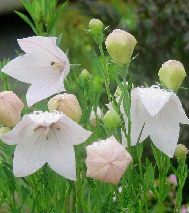 50 Seeds Lovely Balloon Flower Seeds White Etsy