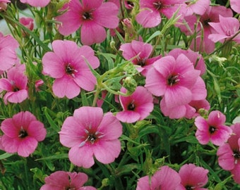 100 seeds Viscaria Seeds Annual- pink Angel