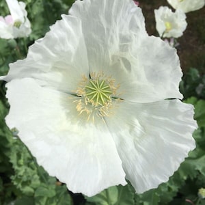 50 +seeds Giant white  poppies Papaver somniferum
