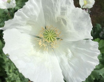 May include: A close-up of a large, white poppy flower with delicate, ruffled petals. The center of the flower is a vibrant green with yellow stamens. Other white poppies are visible in the background, surrounded by green foliage.