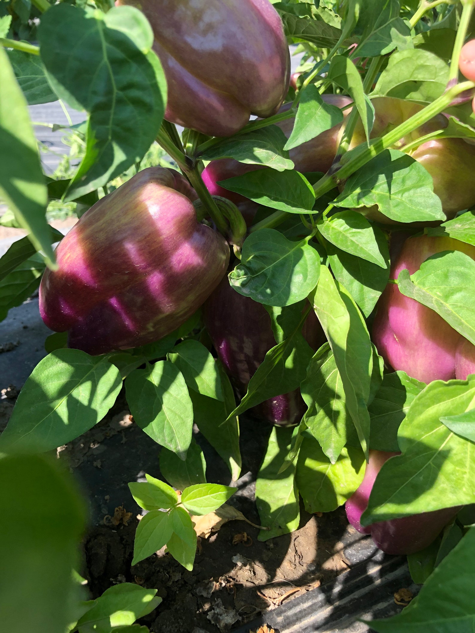 50 seeds Sweet Sunrise Organic Purple Bell Pepper Seed Etsy