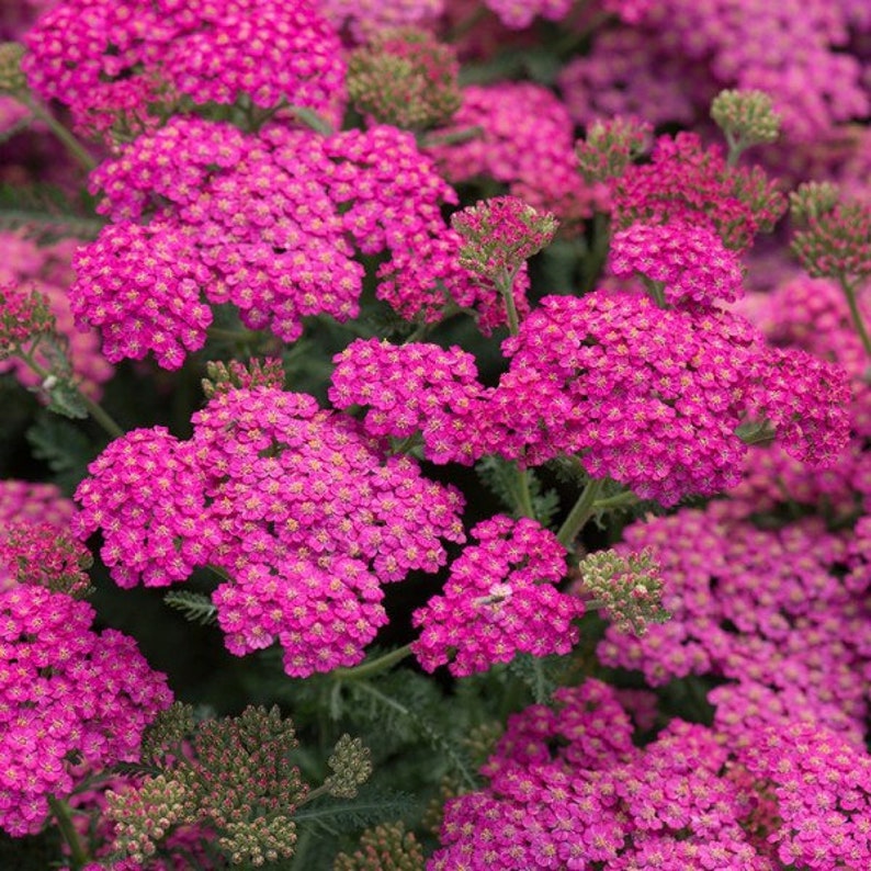 50 seeds Rose Yarrow Achillea Millefolium image 1