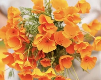 50+ seeds California Poppies Golden