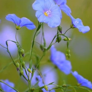 50+seeds Sky Blue Flax (Linum Usitatissimum Sky Blue) Seeds Organic