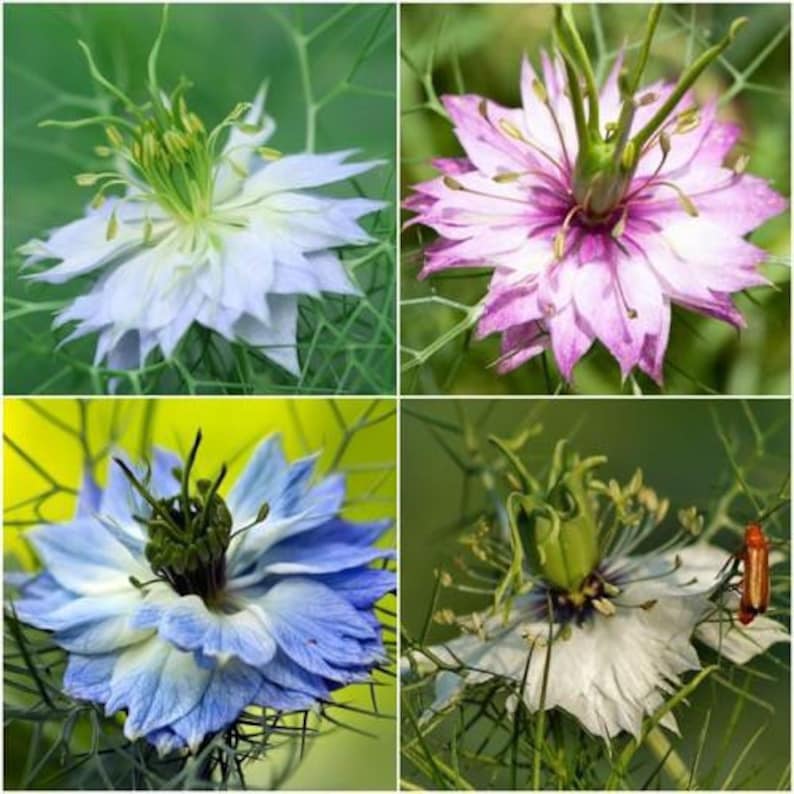 50 seeds Nigella damascena. Persian Jewels mixed color image 3