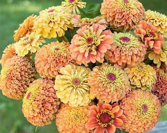 35 seeds lovely Queeny Orange Lime Zinnias Seeds