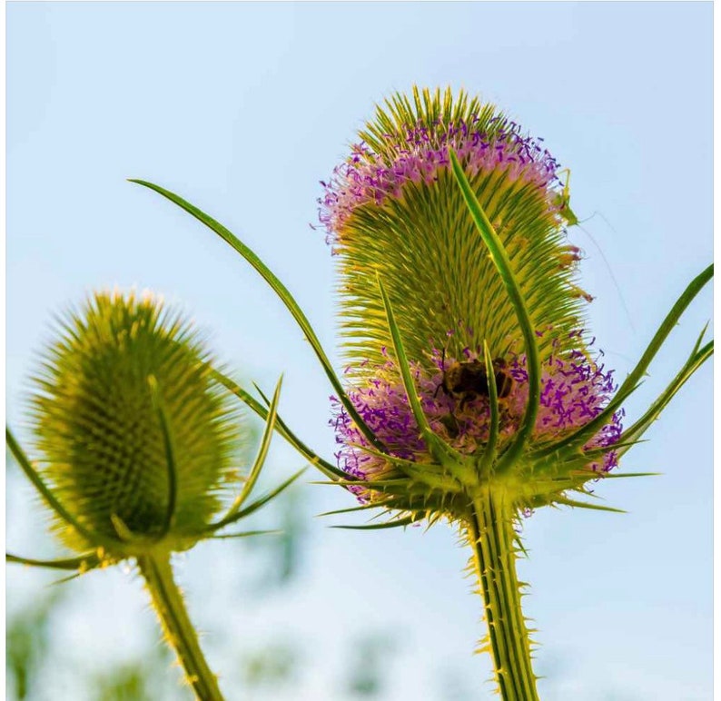 50 seeds Teasel Dipsacus Sativus image 4