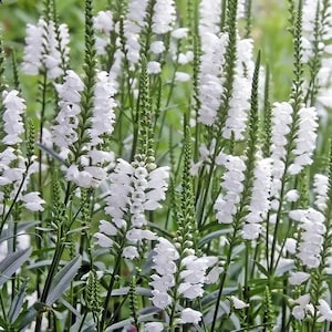50+ samen Unikat, gehorsame weiße Physostegia. staude