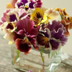 30 seeds Pansy Giant  “Can Can “ mix - Viola Hybrida