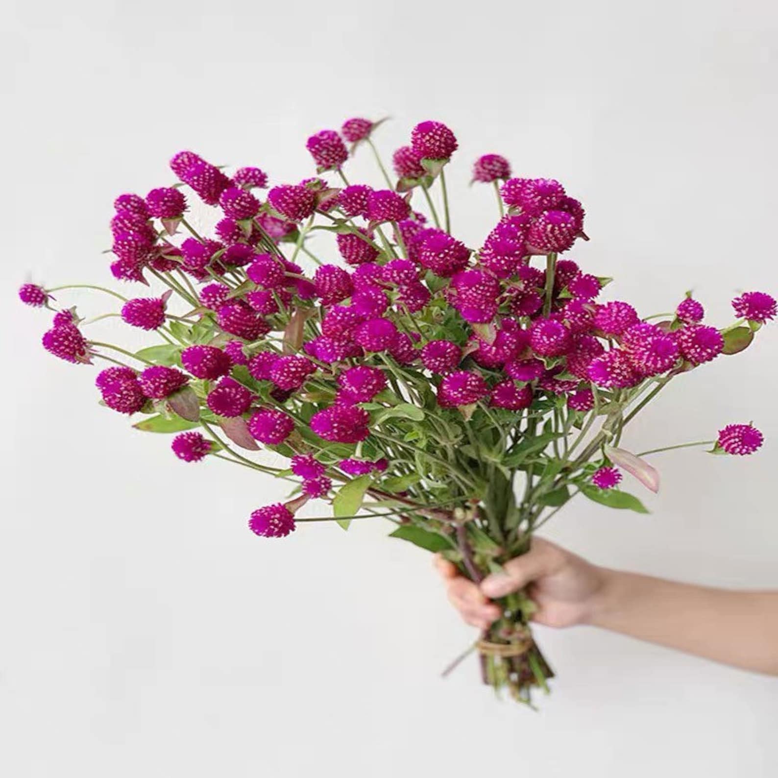 gomphrena seeds canada