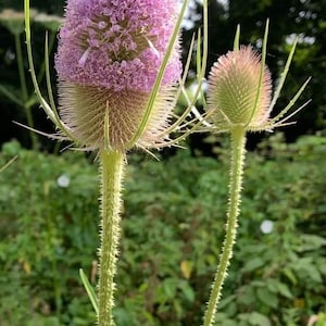 50 seeds Teasel (Dipsacus Sativus)