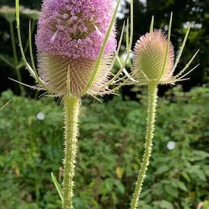 50 seeds Teasel Dipsacus Sativus image 1