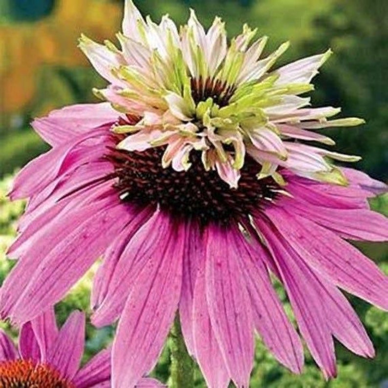 5 Seeds Echinacea Purpurea DOUBLE DECKER Pink Coneflower perennial image 3