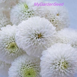 50 seeds Snowball Chrysanthemum tanacetum parthenium